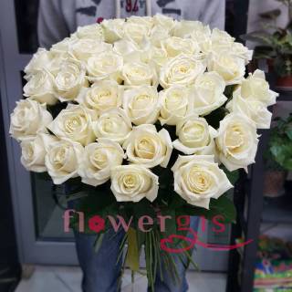 Роза мондиаль